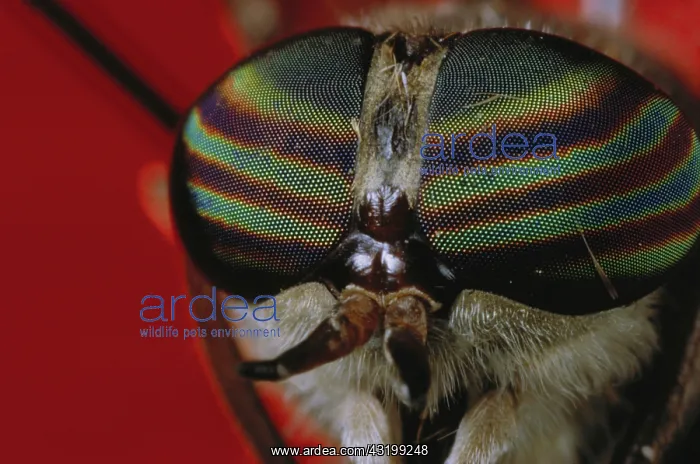: Deer Fly eyes : Deer Fly eyes