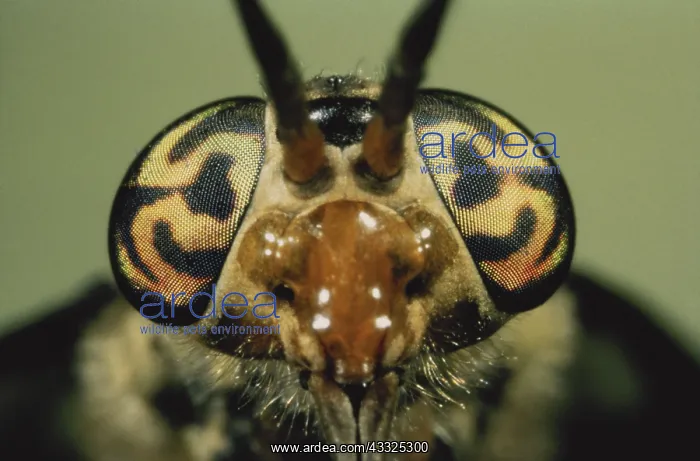 : Deer Fly Eyes : Deer Fly Eyes