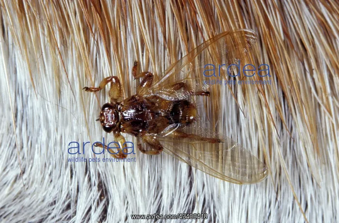 : Deer fly - on fur : Deer fly - on fur