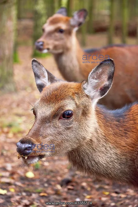 : Deer in forest wild life : Deer in forest wild life