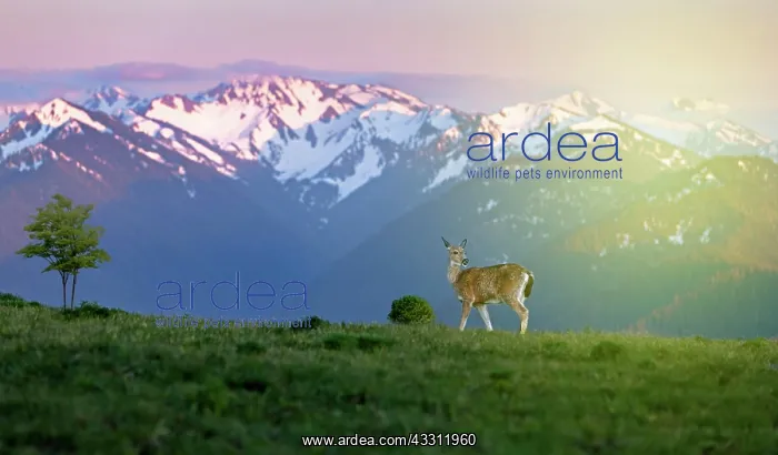 : A deer in the grasslands of some rocky mountains : A deer in the grasslands of some rocky mountains