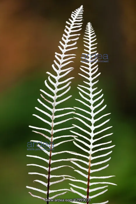 : Deer / Hard Fern - fronds in autumn colour Lower : Deer / Hard Fern - fronds in autumn colour Lower