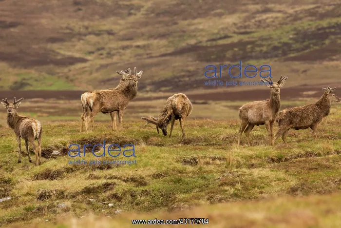 : Deer herd of Scotland (Cervus elaphus scoticus) : Deer herd of Scotland (Cervus elaphus scoticus)