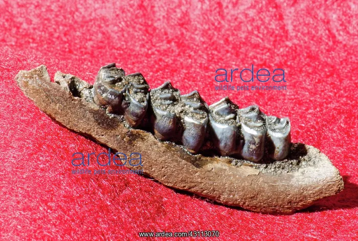 : Deer Jaw and Teeth Fossil : Deer Jaw and Teeth Fossil