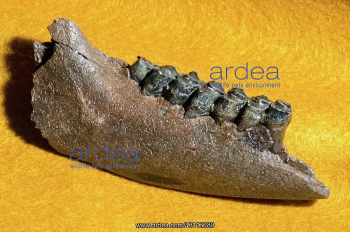 : Deer Jaw and Teeth Fossil : Deer Jaw and Teeth Fossil