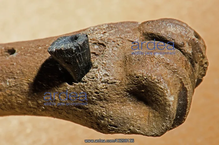 : Deer Leg Bone Fossil with Fossil Alligator Tooth Bite : Deer Leg Bone Fossil with Fossil Alligator Tooth Bite