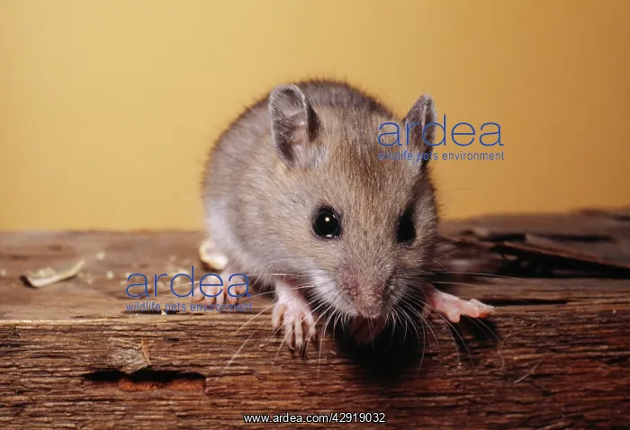 : Deer Mouse : Deer Mouse