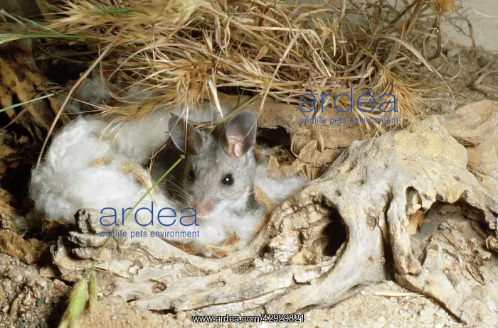 : Deer Mouse - at nest : Deer Mouse - at nest