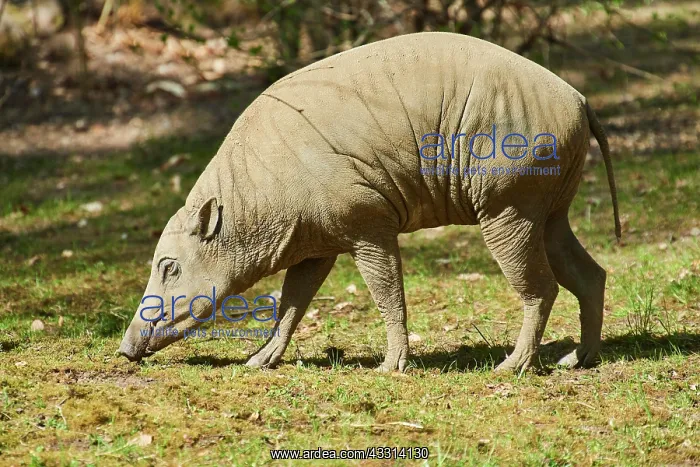 : Deer-pigs (Ibabi rusa) walking on the ground, captive : Deer-pigs (Ibabi rusa) walking on the ground, captive