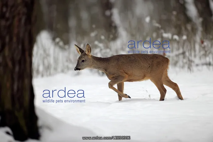 : DEER. Roe deer walking through snow : DEER. Roe deer walking through snow