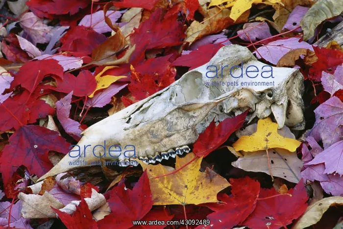  : Deer skull