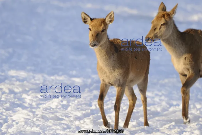 : Two deer in snowy winter terrain : Two deer in snowy winter terrain