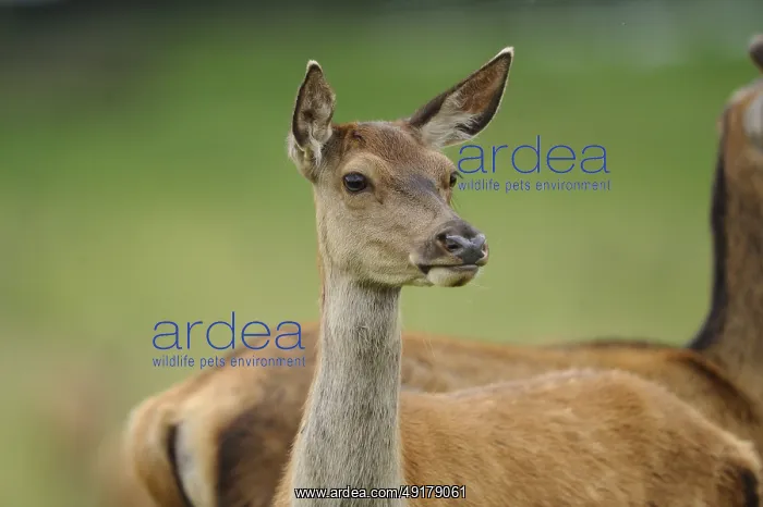 : A deer stands at attention, in the background are green and brown colours : A deer stands at attention, in the background are green and brown colours