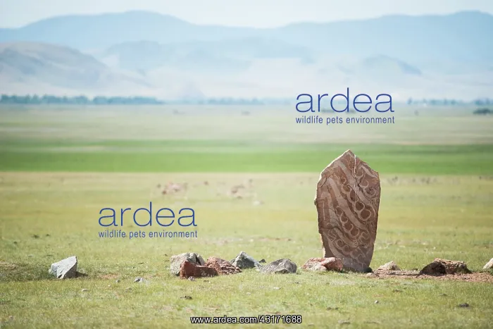 : Deer stones (steles decorated with engravings representing : Deer stones (steles decorated with engravings representing
