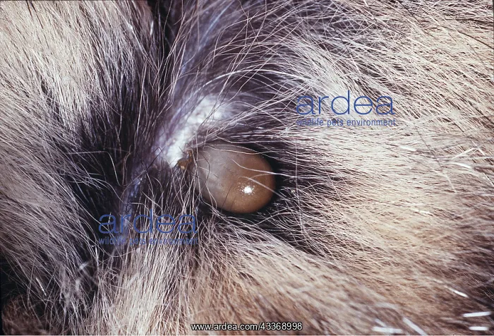 : DEER TICK - engorged on house cat : DEER TICK - engorged on house cat