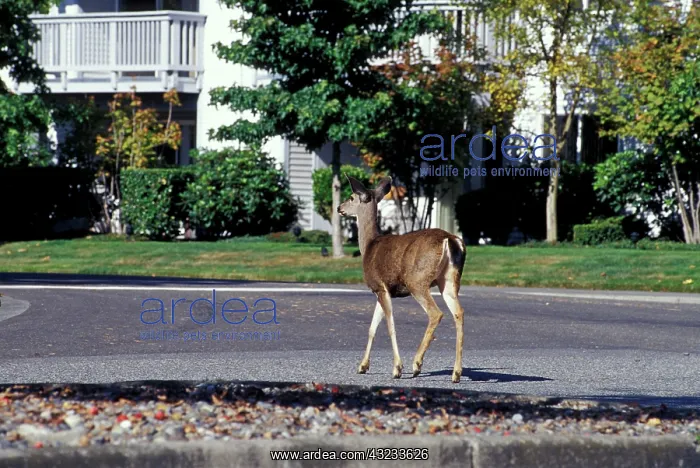 : Deer walking through residential neighborhood : Deer walking through residential neighborhood