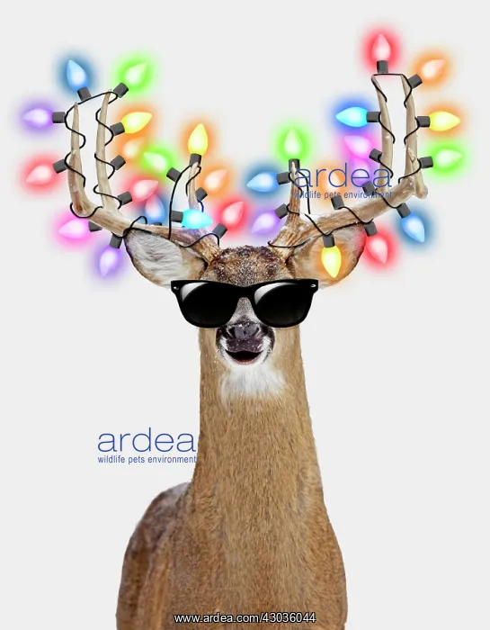 : Deer - in winter snow with Christmas lights : Deer - in winter snow with Christmas lights