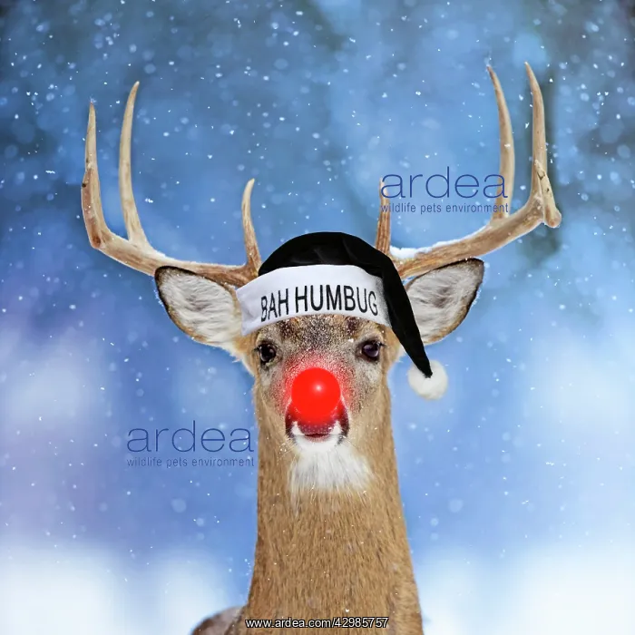 : Deer, in winter snow with Rudolph red nose, wearing : Deer, in winter snow with Rudolph red nose, wearing