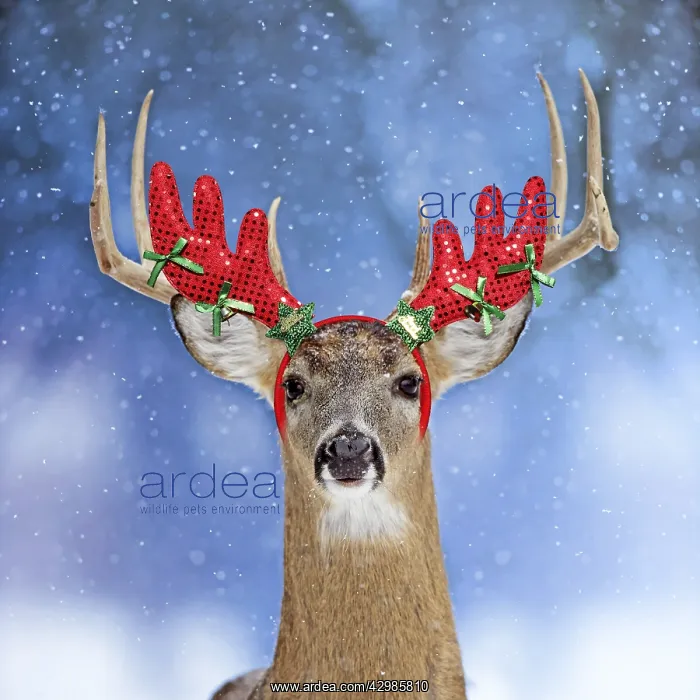 : Deer, in winter snow wearing antler headband : Deer, in winter snow wearing antler headband