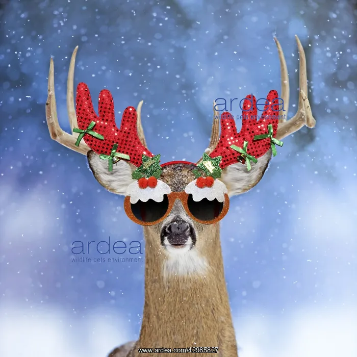  : Deer, in winter snow wearing antler headband