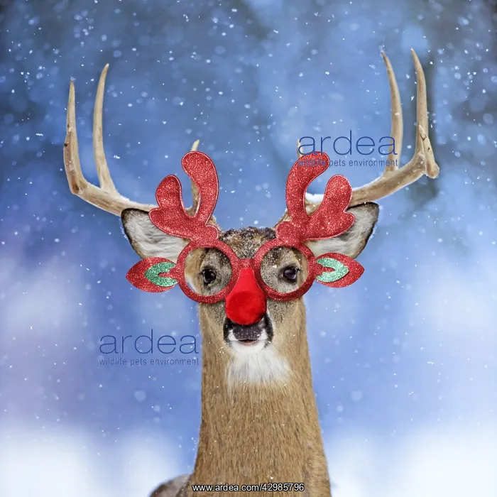 : Deer, in winter snow wearing Christmas antler : Deer, in winter snow wearing Christmas antler