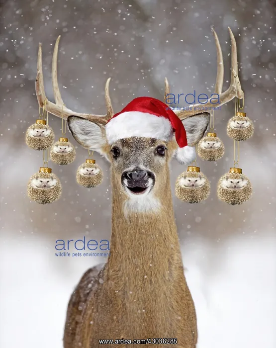 : Deer - in winter snow wearing Christmas hat with : Deer - in winter snow wearing Christmas hat with