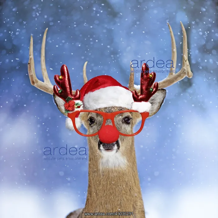  : Deer, in winter snow wearing Christmas hat and