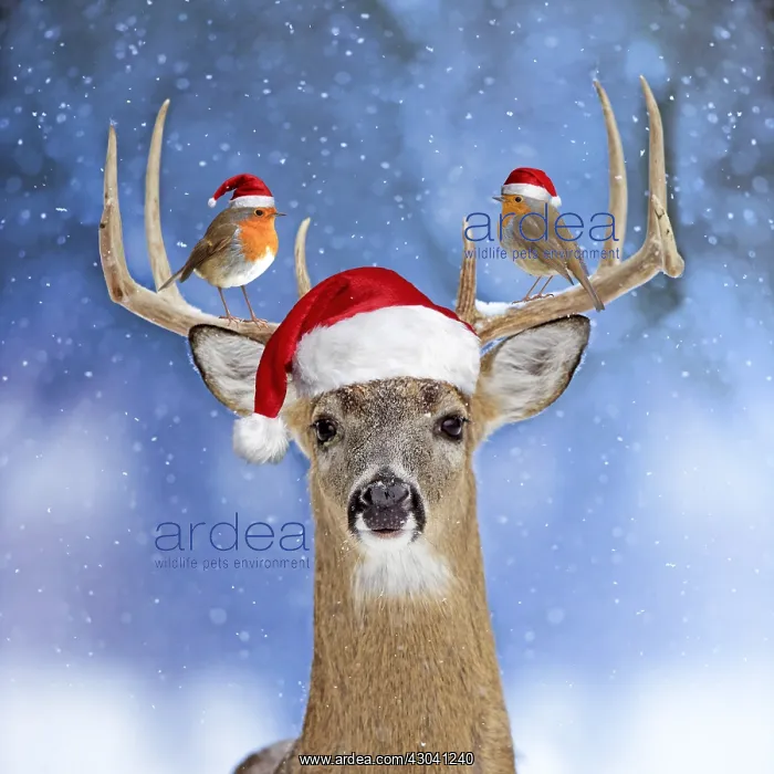 : Deer, in winter snow wearing Christmas hat, with : Deer, in winter snow wearing Christmas hat, with