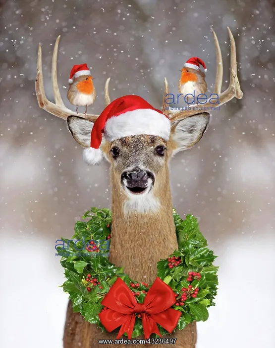 : Deer - in winter snow wearing Christmas hat with wreath : Deer - in winter snow wearing Christmas hat with wreath