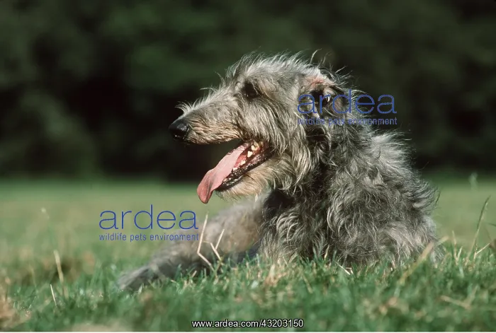 : Deerhound DOG - sits with tongue out : Deerhound DOG - sits with tongue out