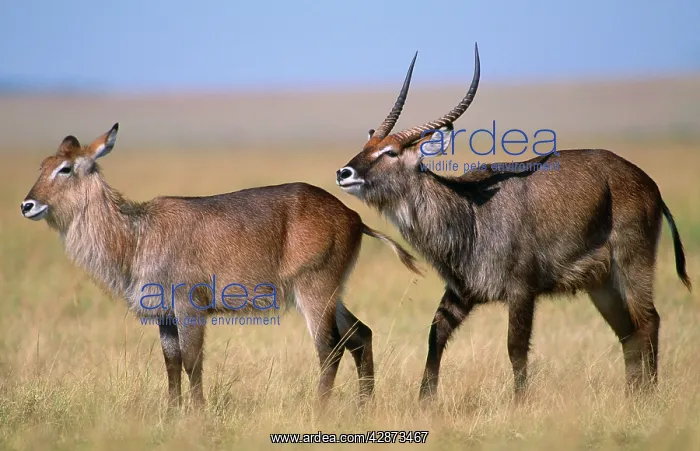  : Defassa Waterbuck
