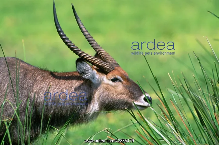  : Defassa Waterbuck
