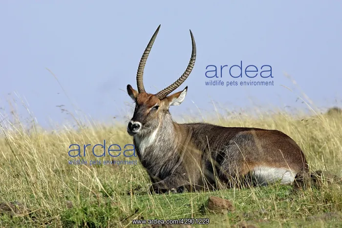 : Defassa Waterbuck : Defassa Waterbuck