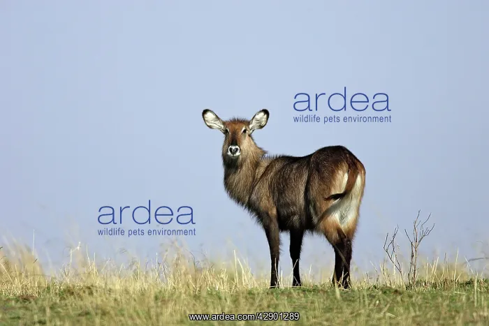 : Defassa Waterbuck : Defassa Waterbuck