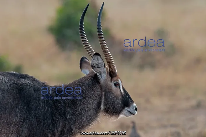 : Defassa Waterbuck : Defassa Waterbuck
