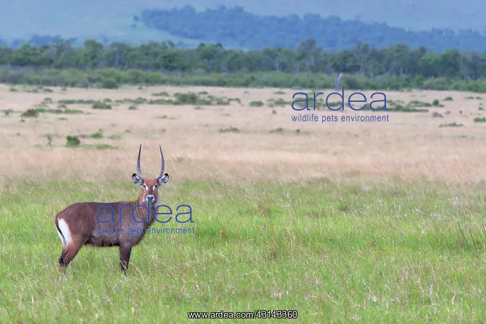 : Defassa Waterbuck : Defassa Waterbuck