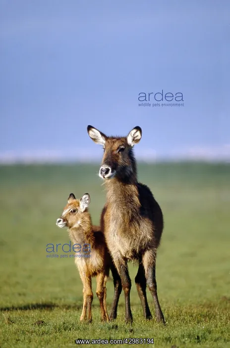 : Defassa Waterbuck - adult & young : Defassa Waterbuck - adult & young