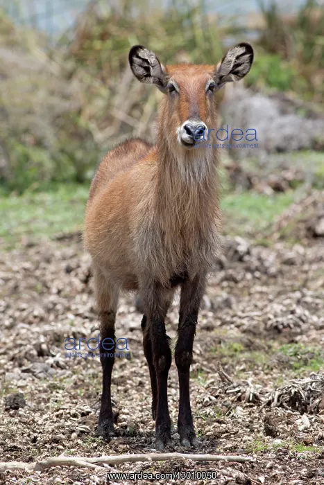 : Defassa Waterbuck Crescent Island, Lake Naivasha, Kenya : Defassa Waterbuck Crescent Island, Lake Naivasha, Kenya