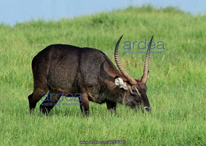 : Defassa Waterbuck - feeding in swamp : Defassa Waterbuck - feeding in swamp