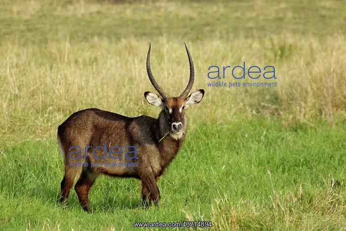 : Defassa Waterbuck, Kobus ellipsiprymnus : Defassa Waterbuck, Kobus ellipsiprymnus