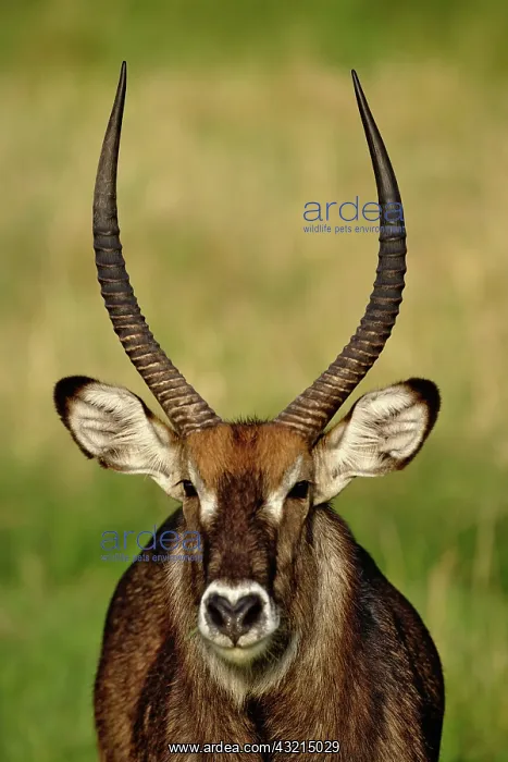 : Defassa Waterbuck, Kobus ellipsiprymnus : Defassa Waterbuck, Kobus ellipsiprymnus