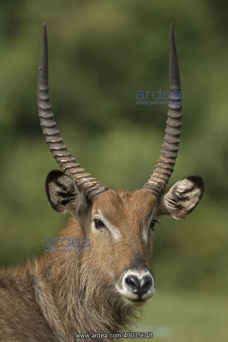 : Defassa Waterbuck, Kobus ellipsiprymnus defassa, male, Kenya : Defassa Waterbuck, Kobus ellipsiprymnus defassa, male, Kenya