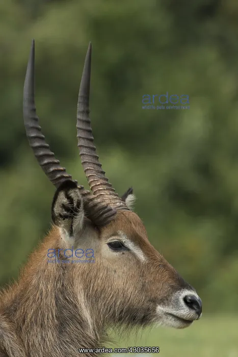 : Defassa Waterbuck, Kobus ellipsiprymnus defassa, male, Kenya