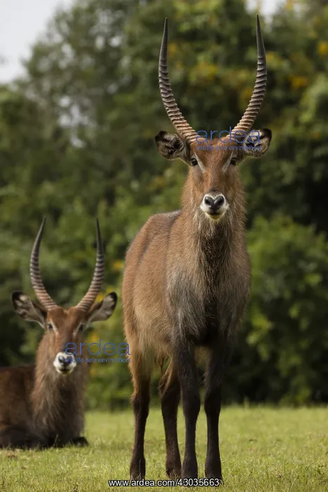 : Defassa Waterbuck, Kobus ellipsiprymnus defassa, male, Kenya : Defassa Waterbuck, Kobus ellipsiprymnus defassa, male, Kenya