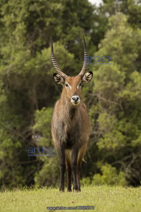 : Defassa Waterbuck, Kobus ellipsiprymnus defassa, male, Kenya : Defassa Waterbuck, Kobus ellipsiprymnus defassa, male, Kenya