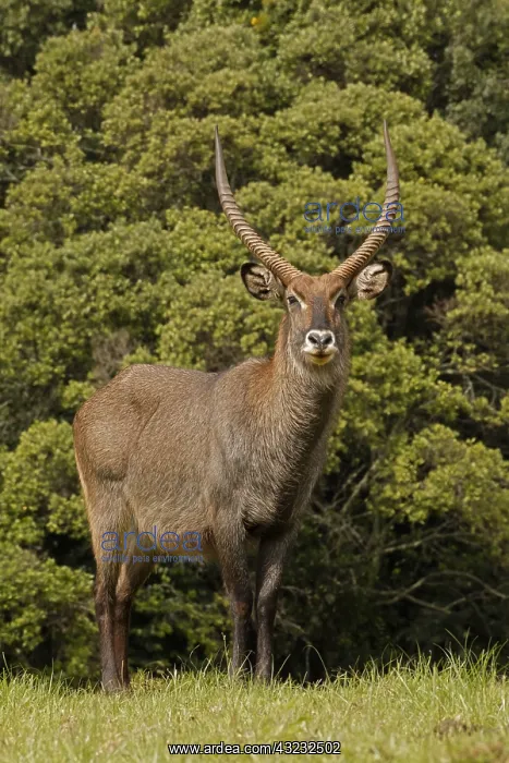 : Defassa Waterbuck, Kobus ellipsiprymnus defassa : Defassa Waterbuck, Kobus ellipsiprymnus defassa