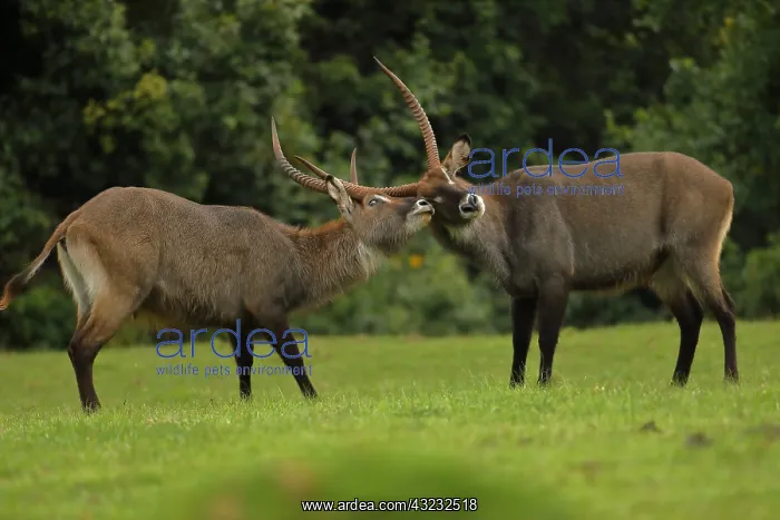 : Defassa Waterbuck, Kobus ellipsiprymnus defassa, male, Kenya : Defassa Waterbuck, Kobus ellipsiprymnus defassa, male, Kenya