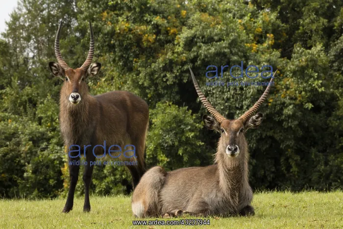 : Defassa Waterbuck, Kobus ellipsiprymnus defassa, male, Kenya : Defassa Waterbuck, Kobus ellipsiprymnus defassa, male, Kenya