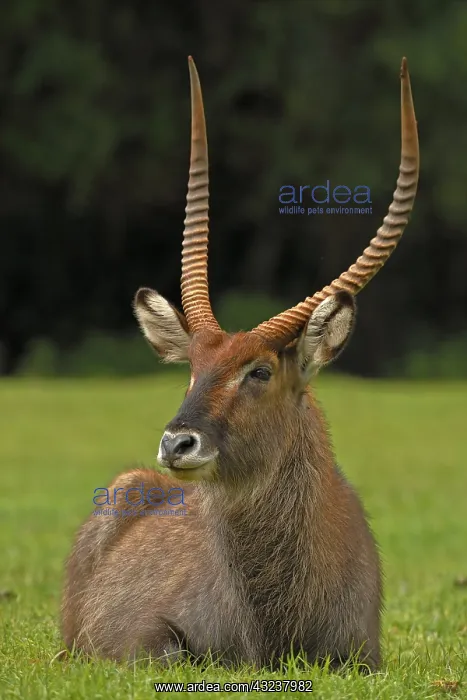 : Defassa Waterbuck, Kobus ellipsiprymnus defassa, male, Kenya : Defassa Waterbuck, Kobus ellipsiprymnus defassa, male, Kenya