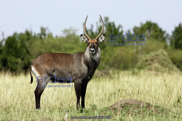 : Defassa Waterbuck - Male : Defassa Waterbuck - Male